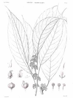 Oreocnide integrifolia Wild Rhea